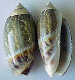 OLIVO Pieza:(agotado)
