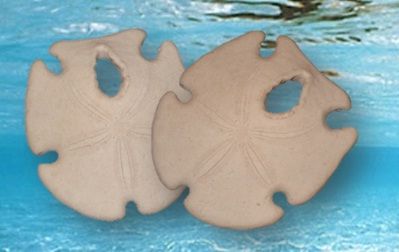 GALLETA DE MAR 8.5cm $50pza