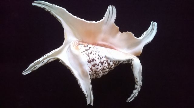 ESCORPION $250