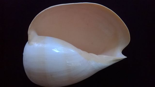 MELO FILIPINO $850